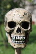 Totenkopf auf Pfahl