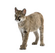 Puma cub, in front of a white background