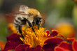 bee at work