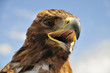 Adler