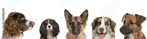 Portrait of different breeds of dogs against white background