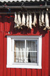 Lofoten robuer