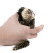 Person holding young White-headed Marmoset