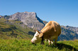 Milchkuh in den schweizer Alpen