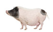 Gottingen minipig standing against white background