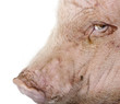 Close-up of Gottingen minipig against white background