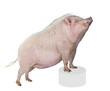 Gottingen minipig on pedestal against white background