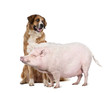 Gottingen minipig and dog in front of white background