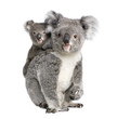 Portrait of Koala bears,  in front of white background
