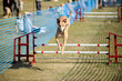 Greyhound jumping over a hurdle at a dog show