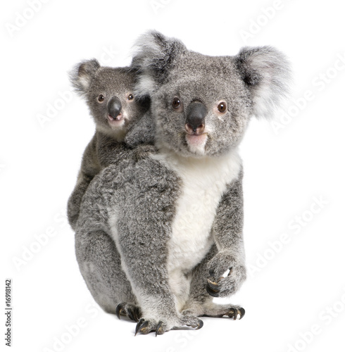 Photo: Portrait of Koala bears, in front of white background Portrait of Koala bears, in front of white background