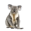 Portrait of male Koala bear, in front of white background