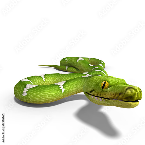 Illustration: green tree python green tree python
