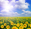 yellow field of sunflowers yellow field of sunflowers