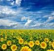 yellow field of sunflowers yellow field of sunflowers