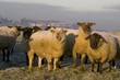 Moutons de près salès (mouton d'estran) en Baie de Somme