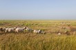 Sortie des moutons de près salés en Baie de Somme