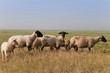 Sortie des moutons de près salés en Baie de Somme
