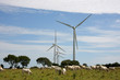 Windkraftanlagen mit Kühen im Vordergrund