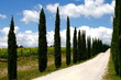 Zypressenallee, Wanderweg, Wolkenhimmel, Toskana, Italien