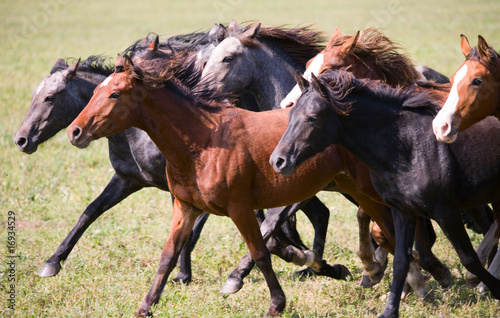 Photo: A herd of young horses A herd of young horses