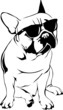 Cool Boy - French Bulldog Cool Boy - French Bulldog