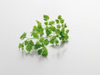 chervil, anthriscus, Kerbel