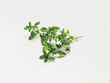 thyme (Thymian, Quendel)