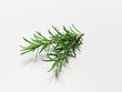 rosemary (Rosmarin)
