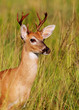 Whitetailed Buck
