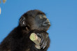 Baby howler monkey sunbathing