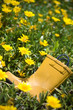 yellow boot in a patch of flowers yellow boot in a patch of flowers