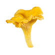 Chanterelle Chanterelle