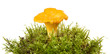 Chanterelle mushroom in grass