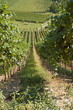 Weinanbau bei Staufen