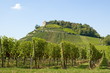 Weinanbau um Burg Staufen