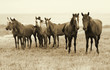 Wild Horses on the Beach