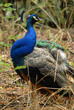 pavone 1