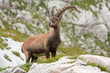 Capricorn