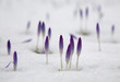 Crocus