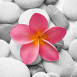 Piedra y Flor Piedra y Flor