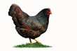 Huhn 1.1