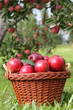 Apfel