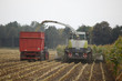 Maisernte im Herbst