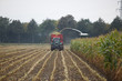 Maisernte im Herbst