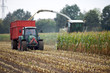 Maisernte im Herbst