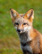 Portrait of a young red fox