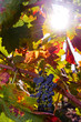 Wine Grapes