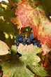 Fall Grape Vine