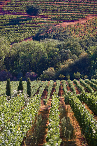 Photo: Wine Vineyard Wine Vineyard